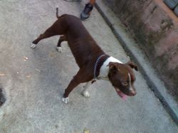 Photo of the dog