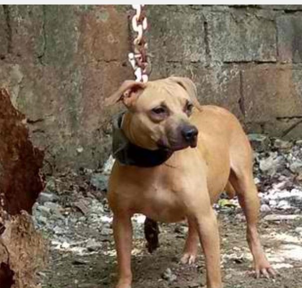 Photo of the dog