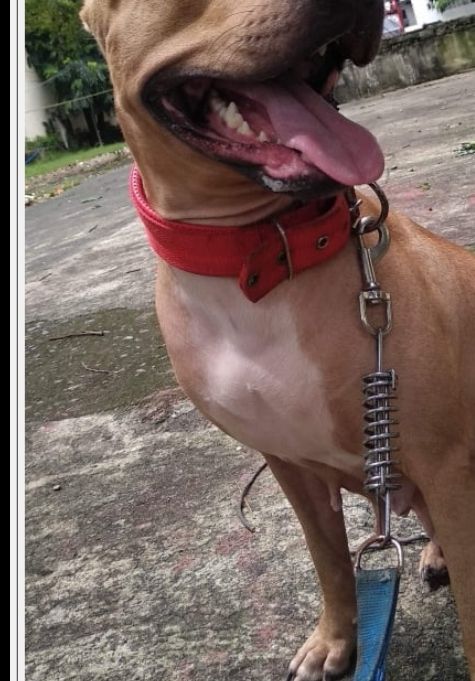 Photo of the dog