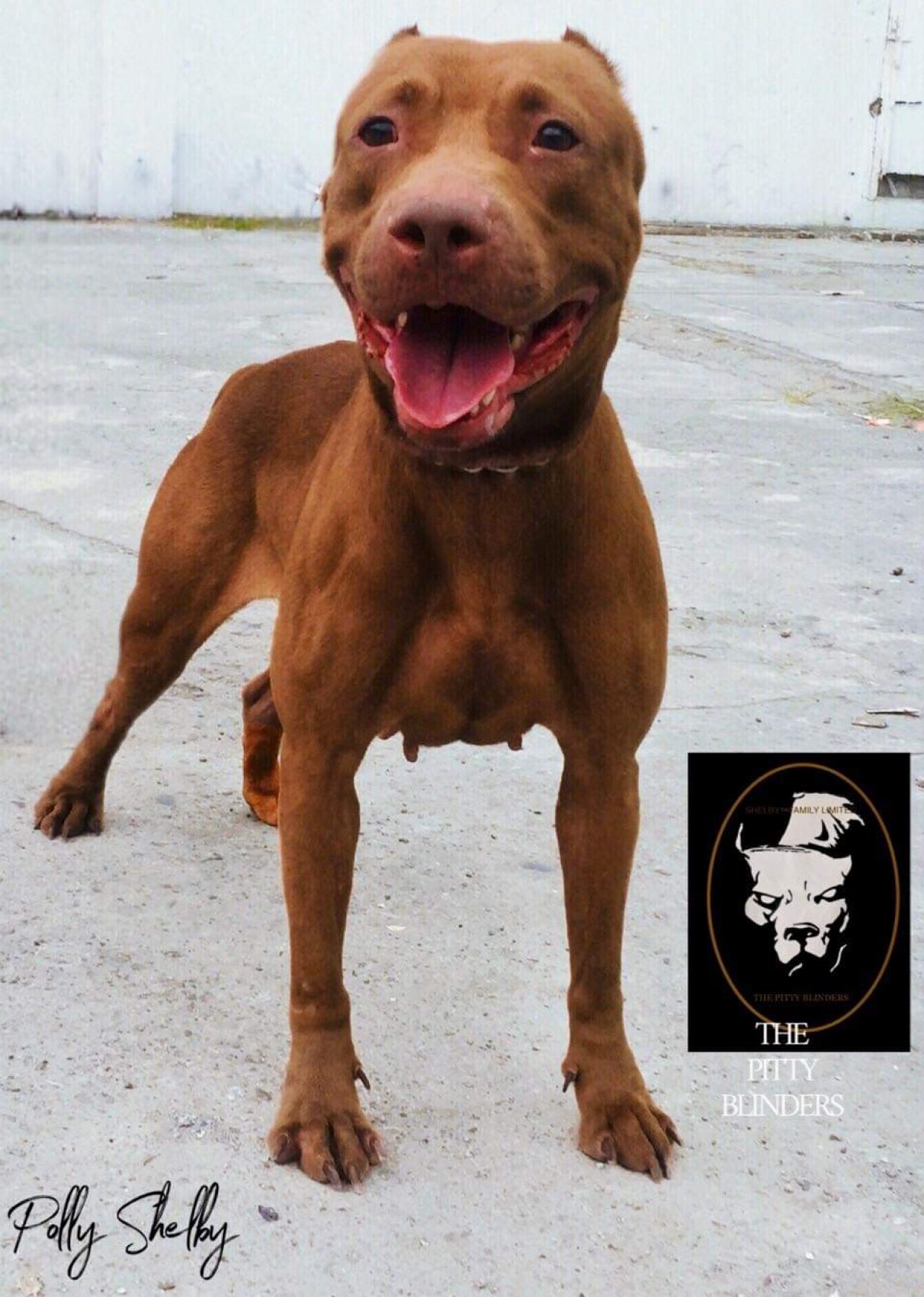 Photo of the dog