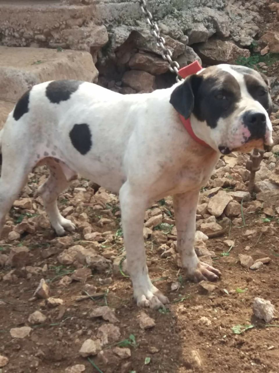 Photo of the dog