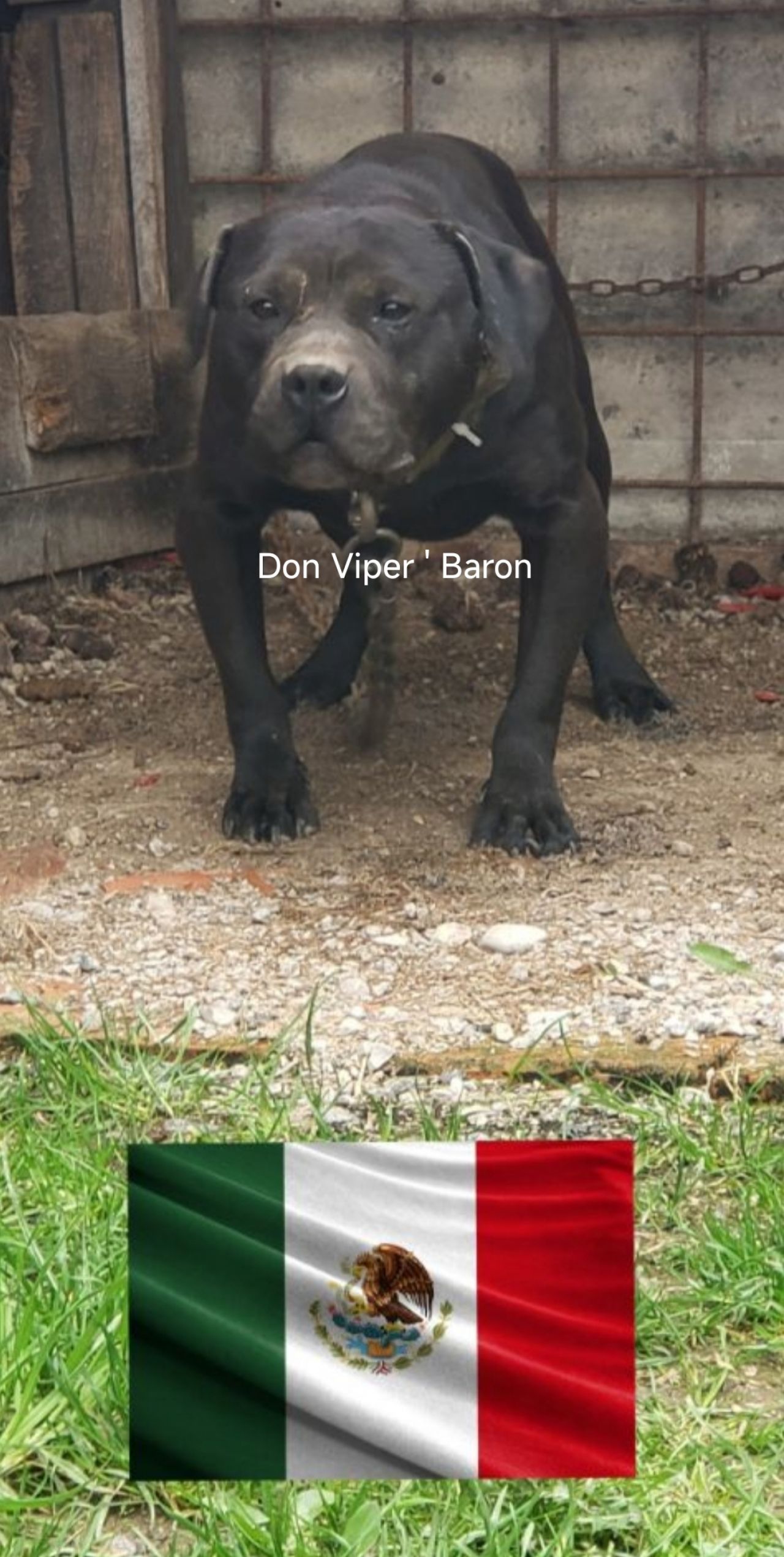 Photo of the dog