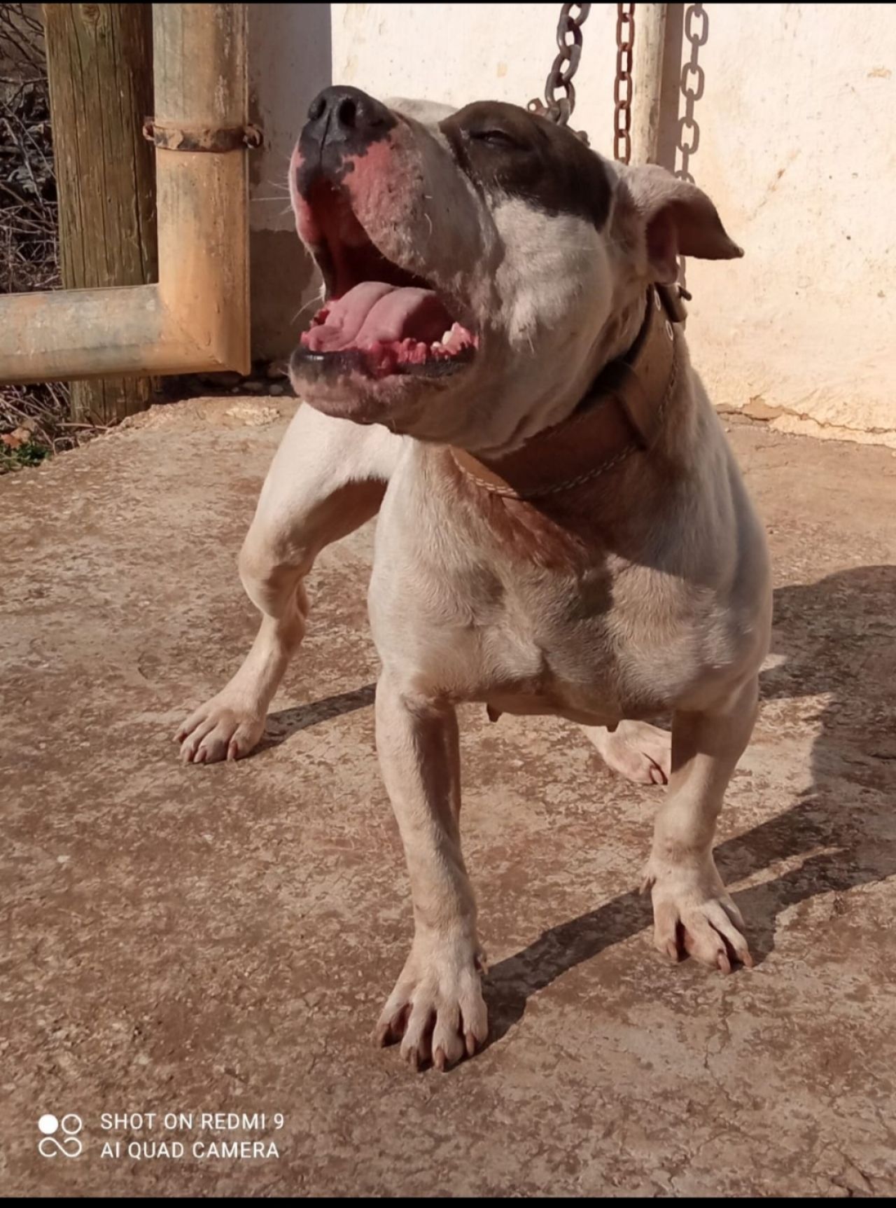Photo of the dog