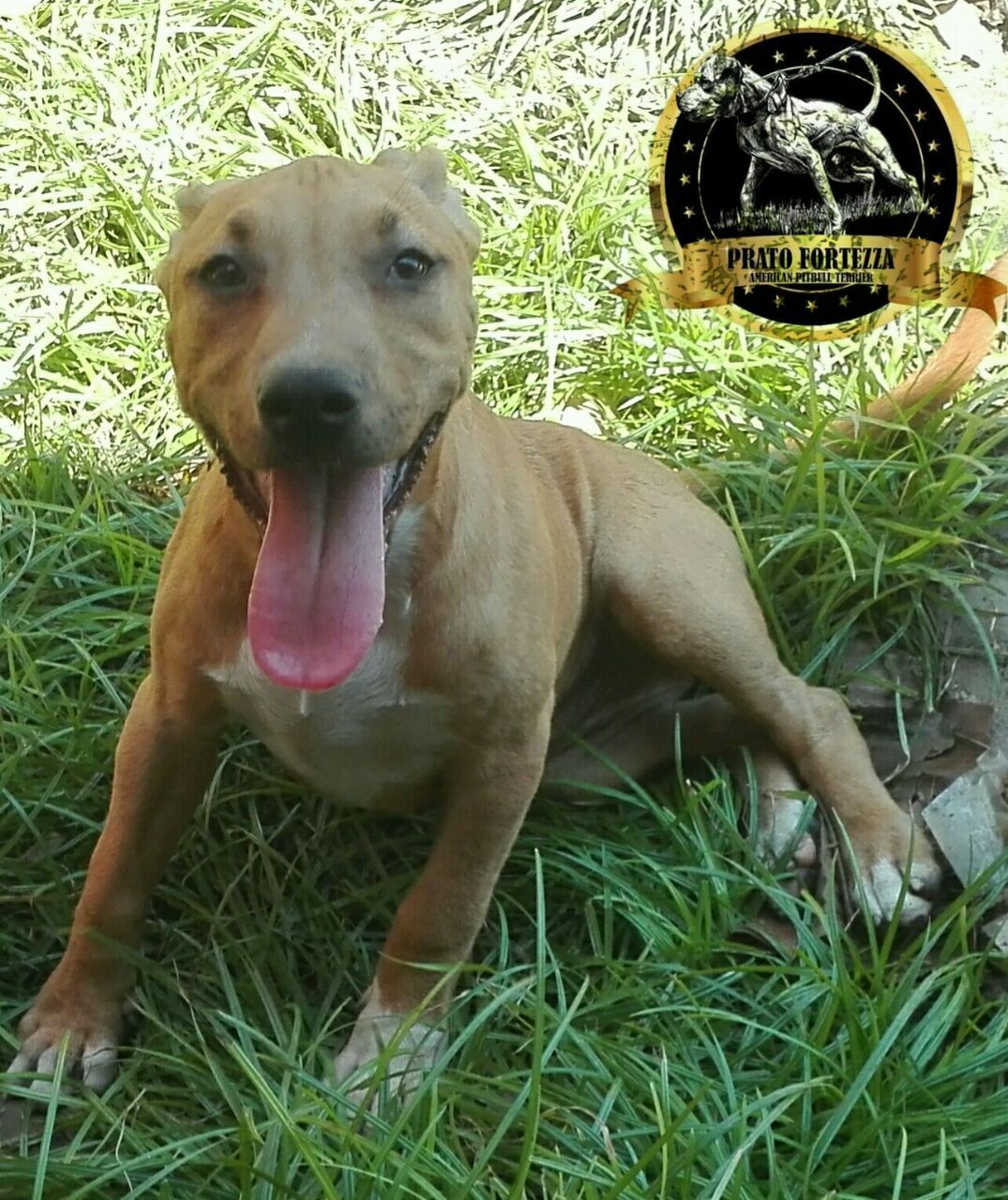 Photo of the dog