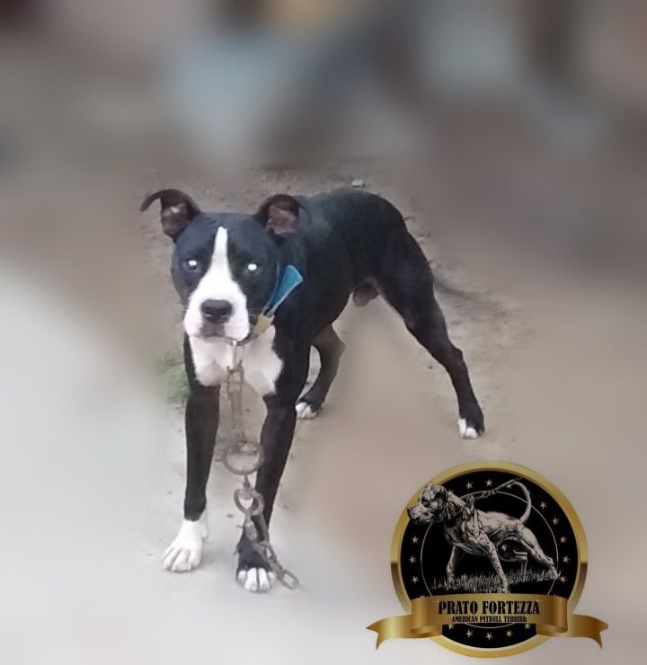 Photo of the dog