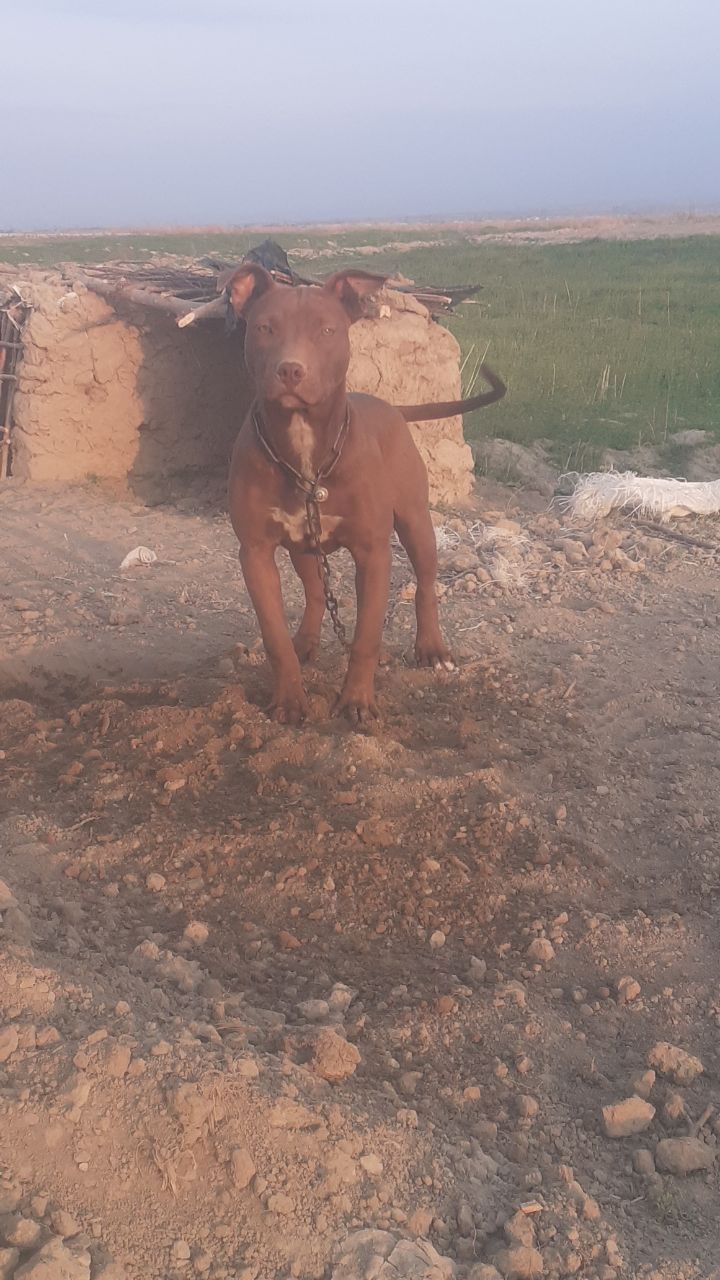 Photo of the dog