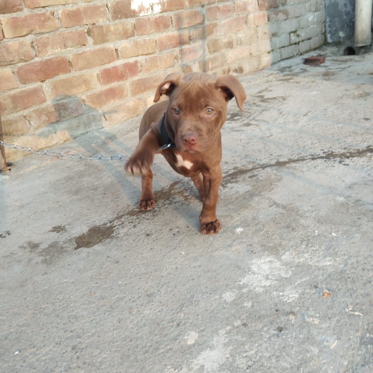Photo of the dog