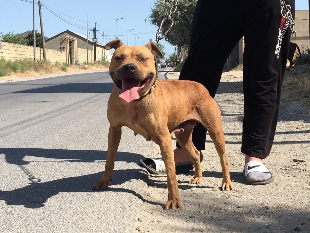 Photo of the dog