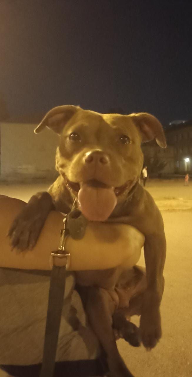 Photo of the dog