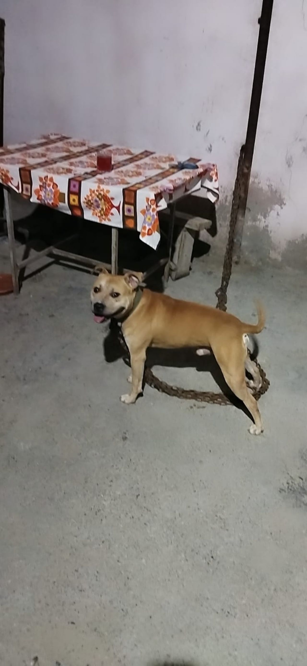 Photo of the dog