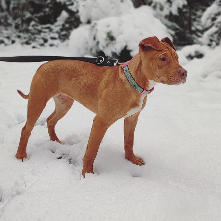 Photo of the dog