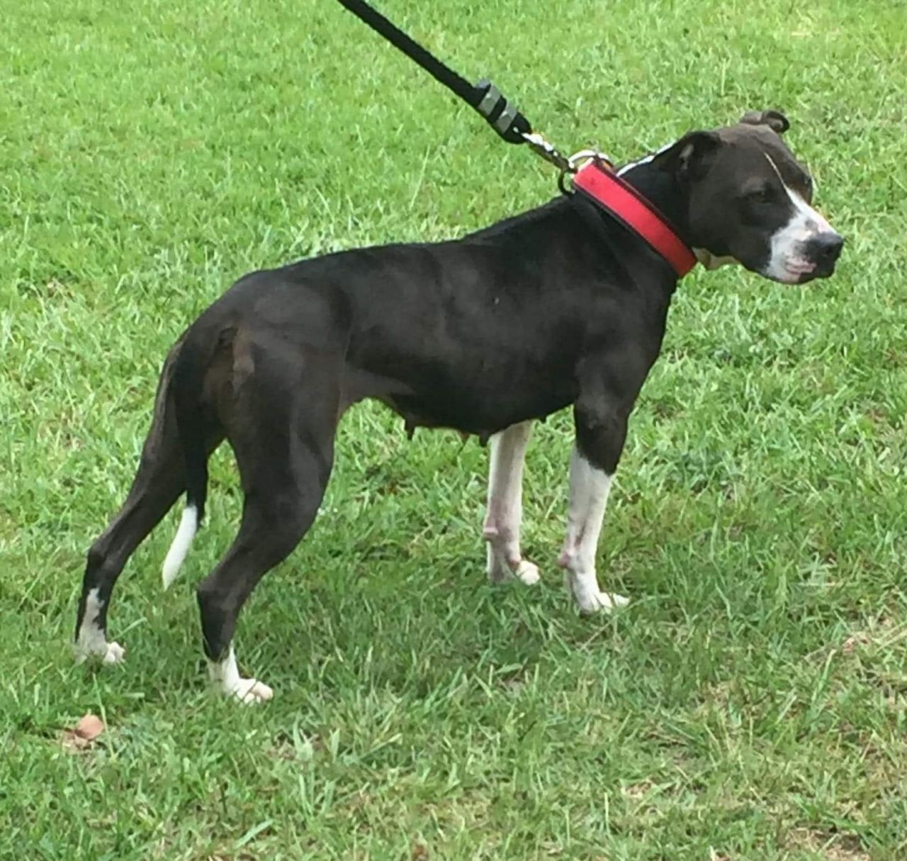 Photo of the dog