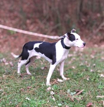 Photo of the dog