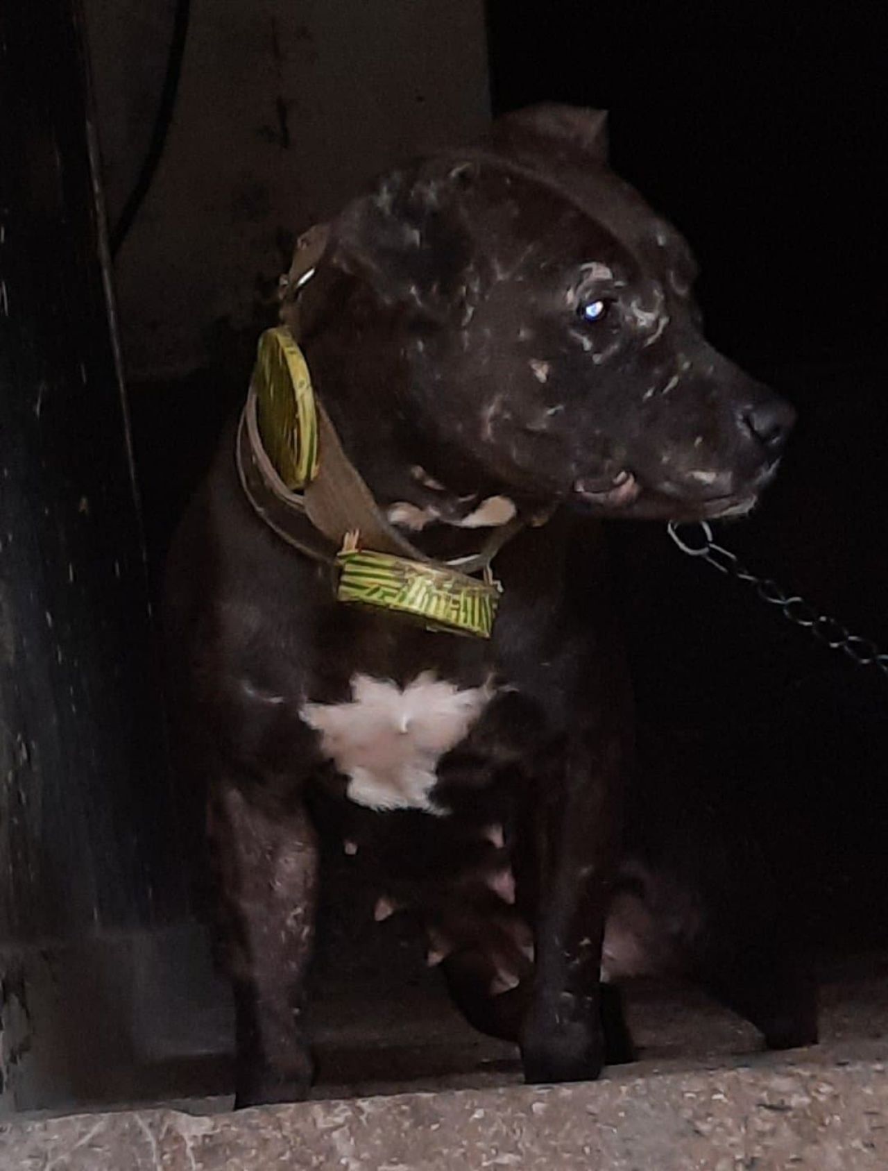 Photo of the dog