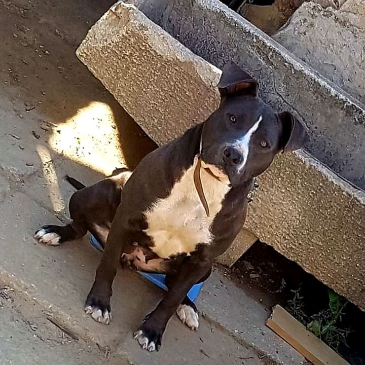 Photo of the dog