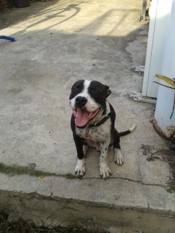 Photo of the dog