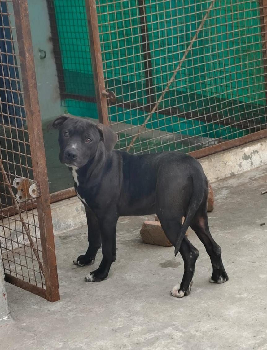Photo of the dog