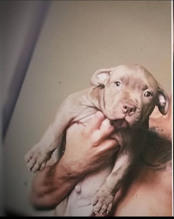 Photo of the dog