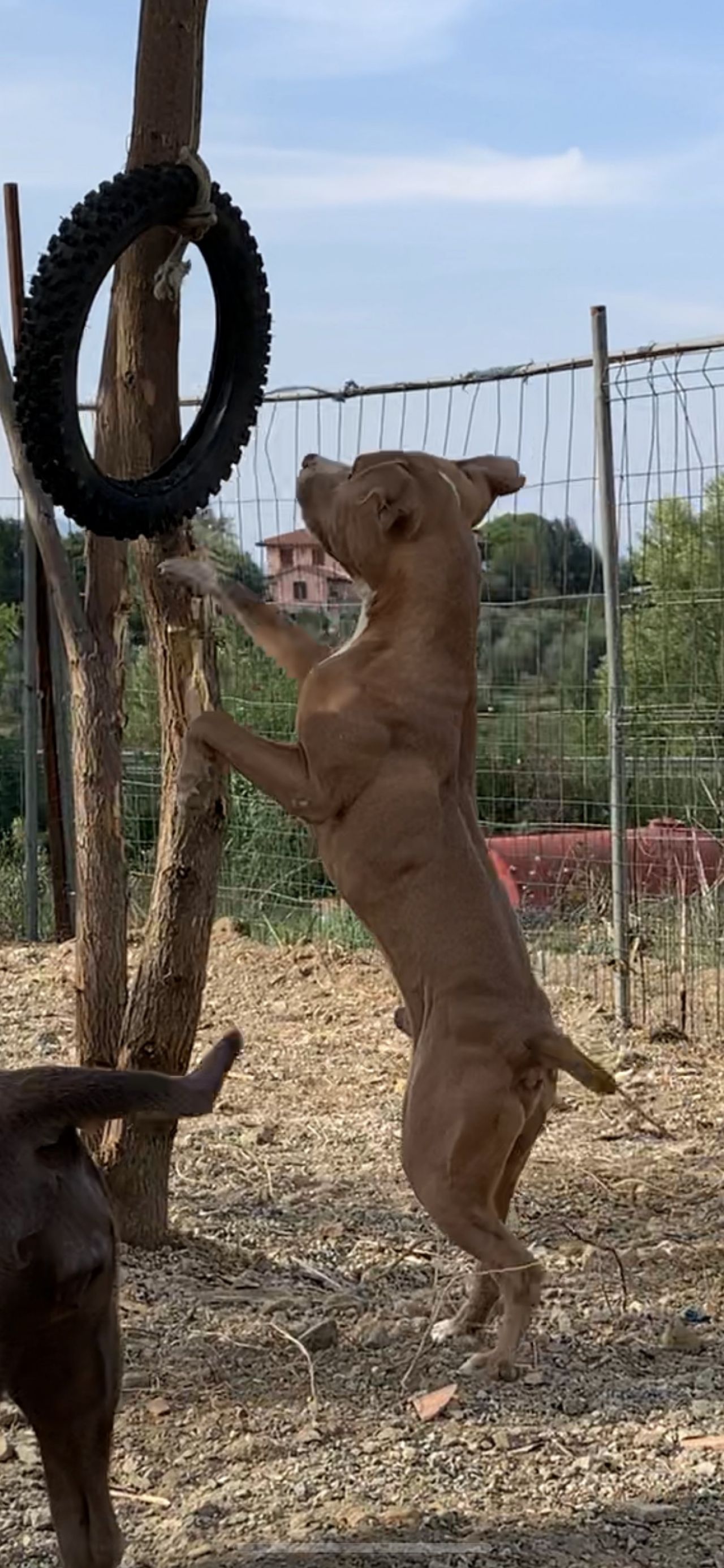 Photo of the dog