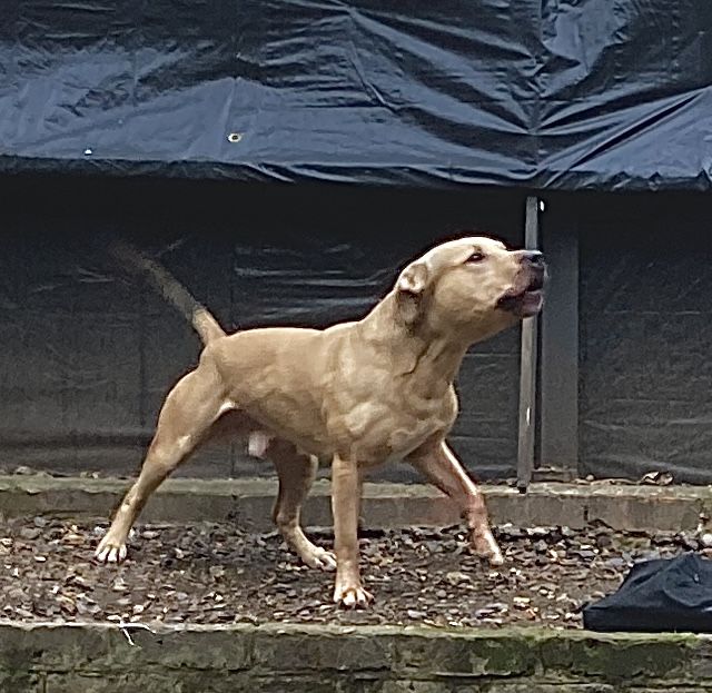 Photo of the dog