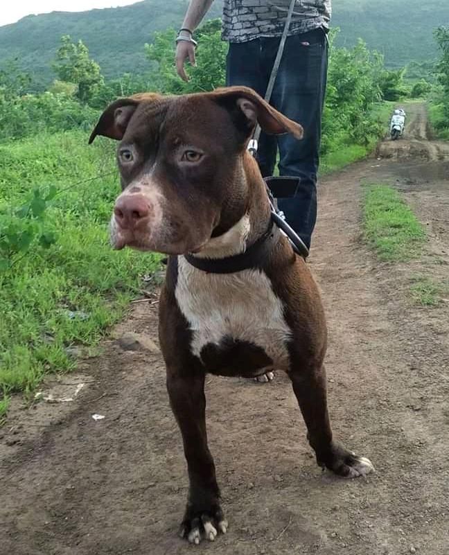 Photo of the dog
