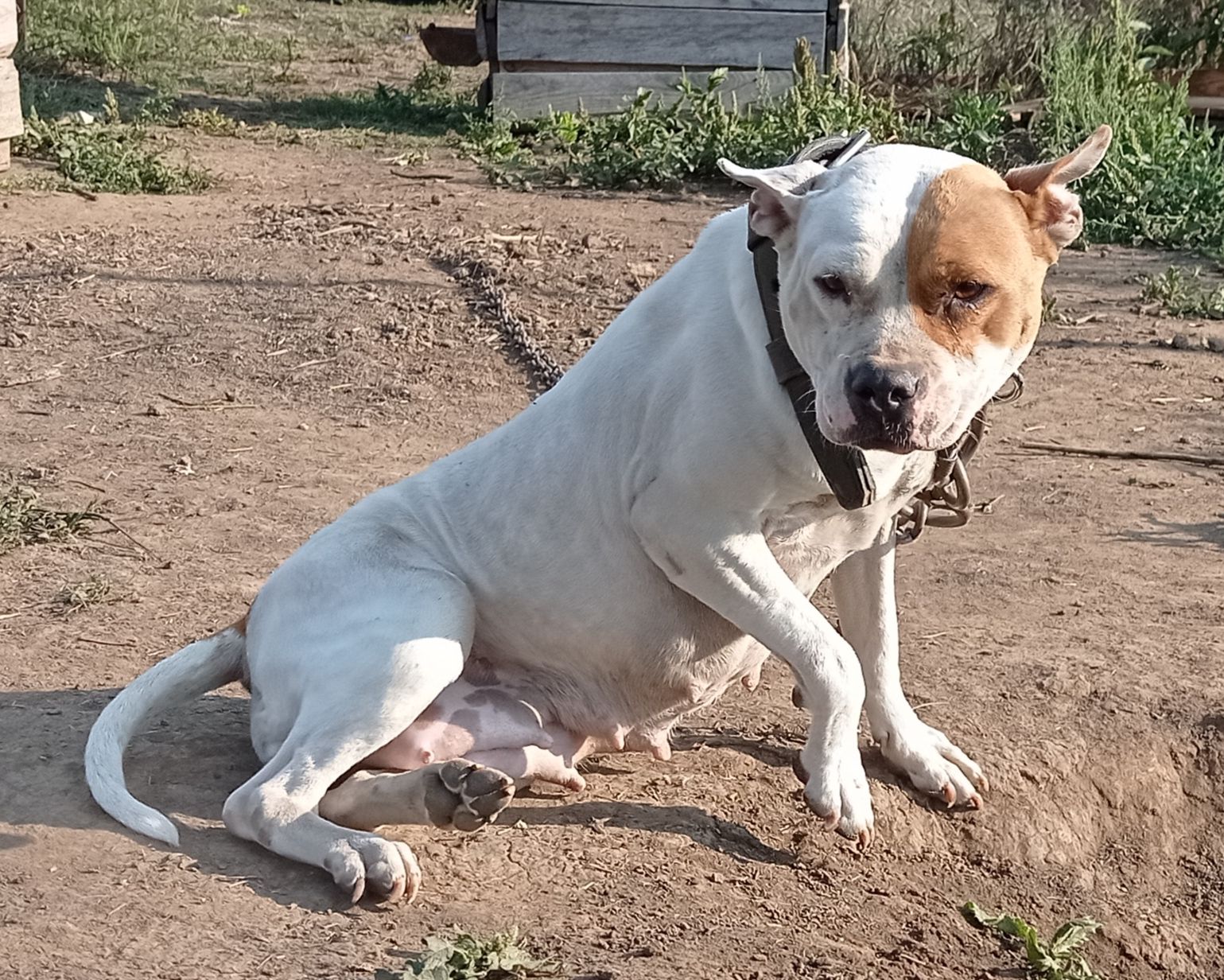 Photo of the dog