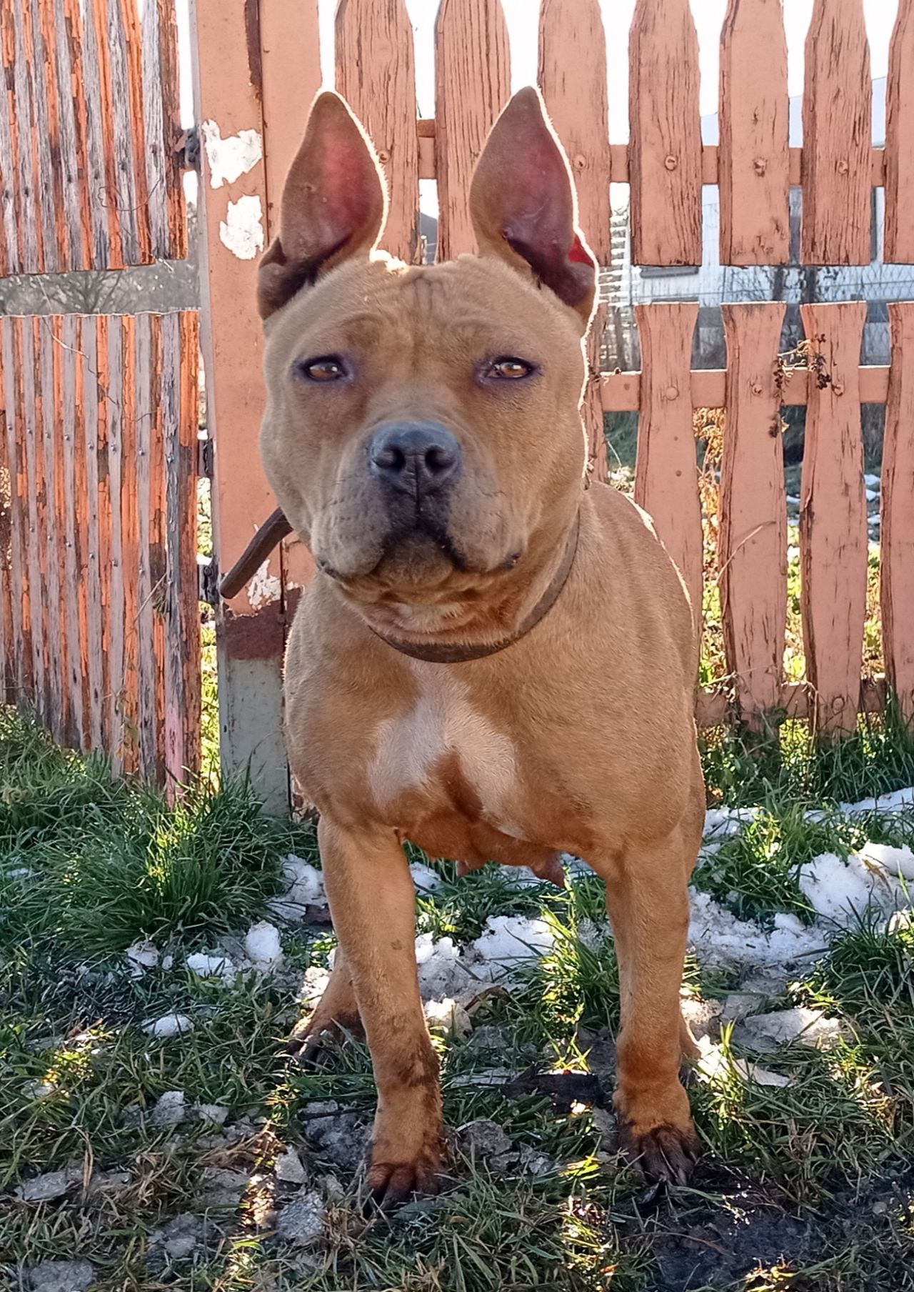 Photo of the dog