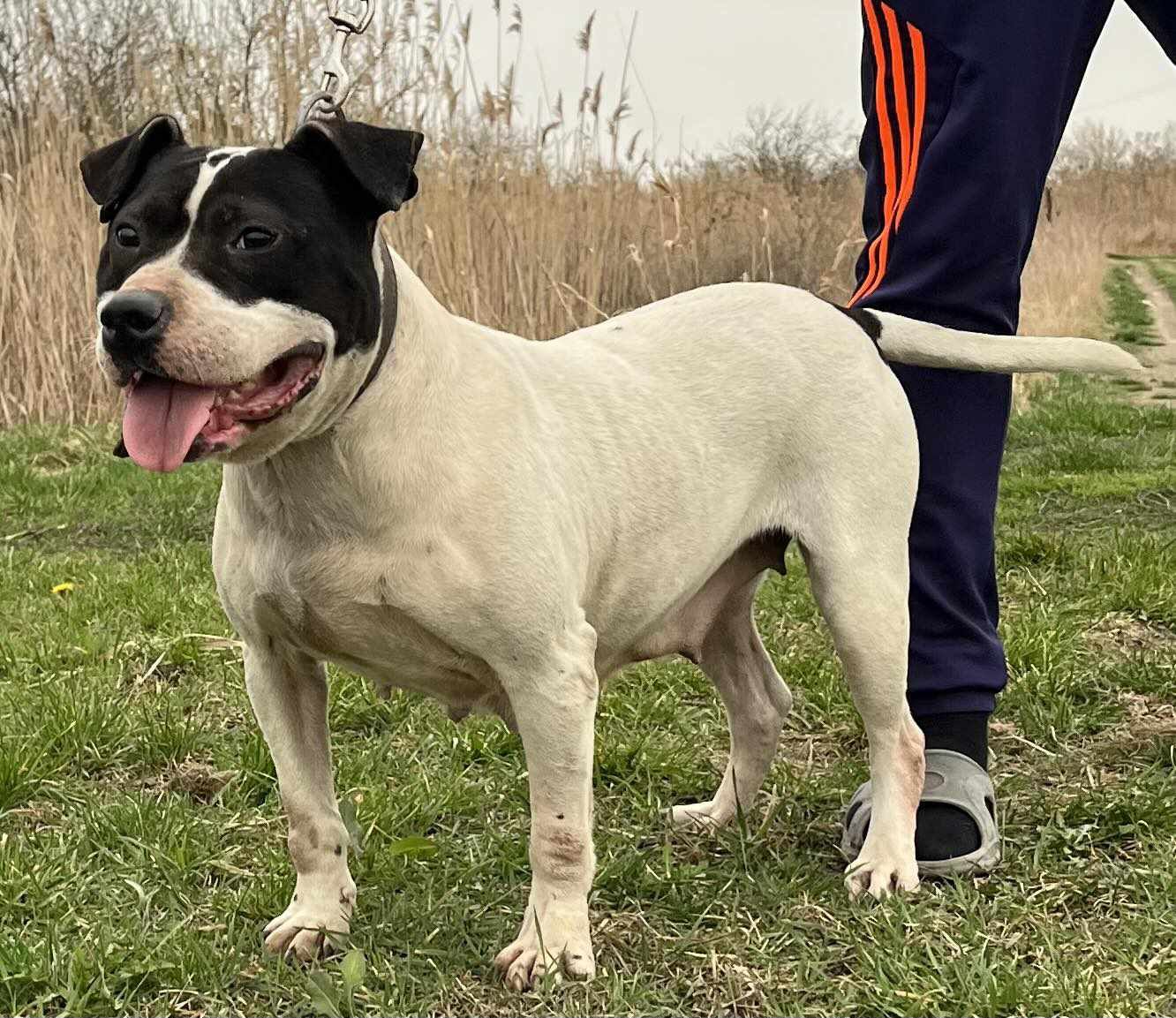 Photo of the dog