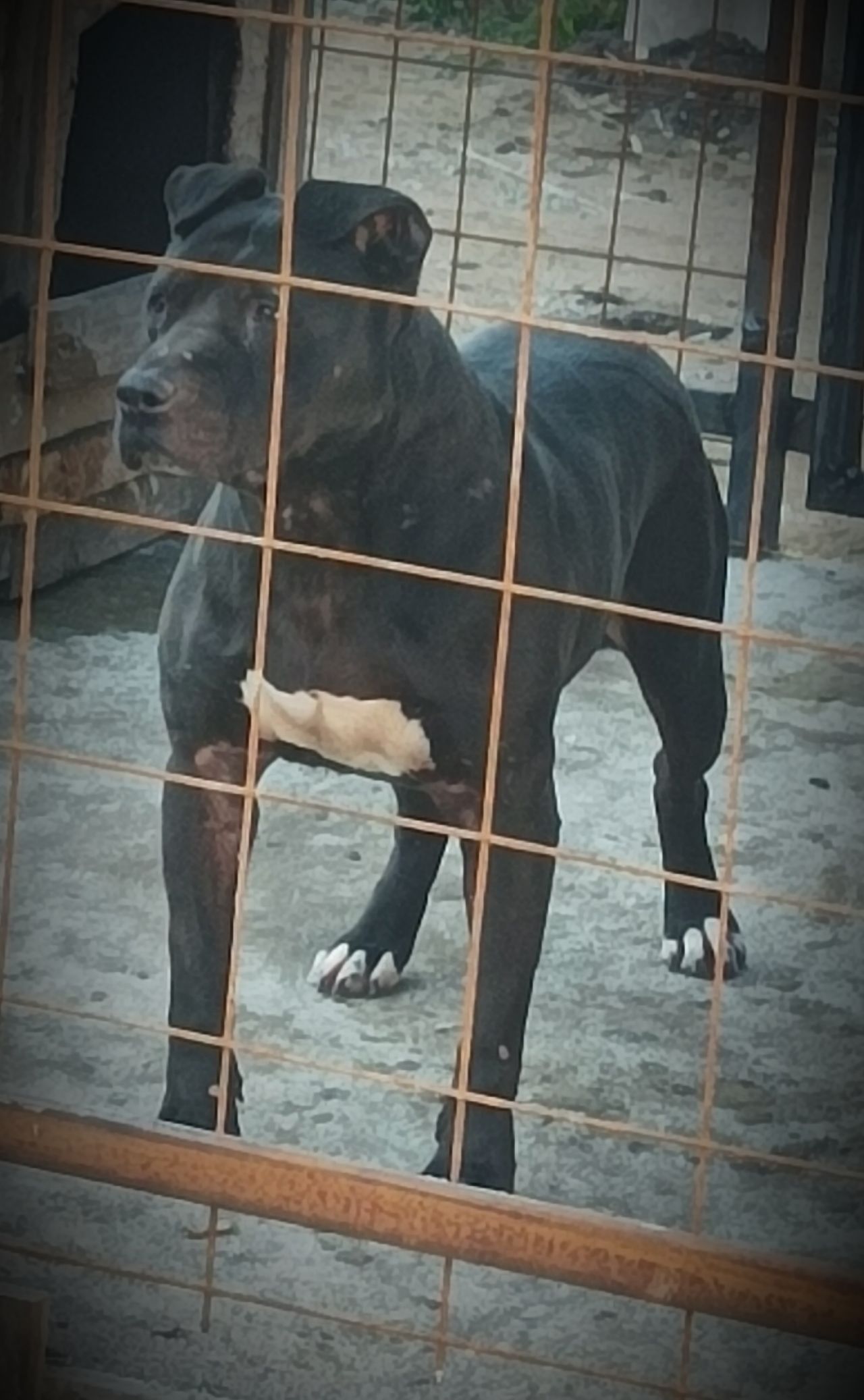 Photo of the dog