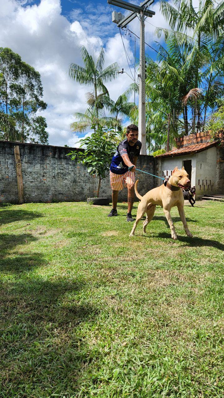 Photo of the dog