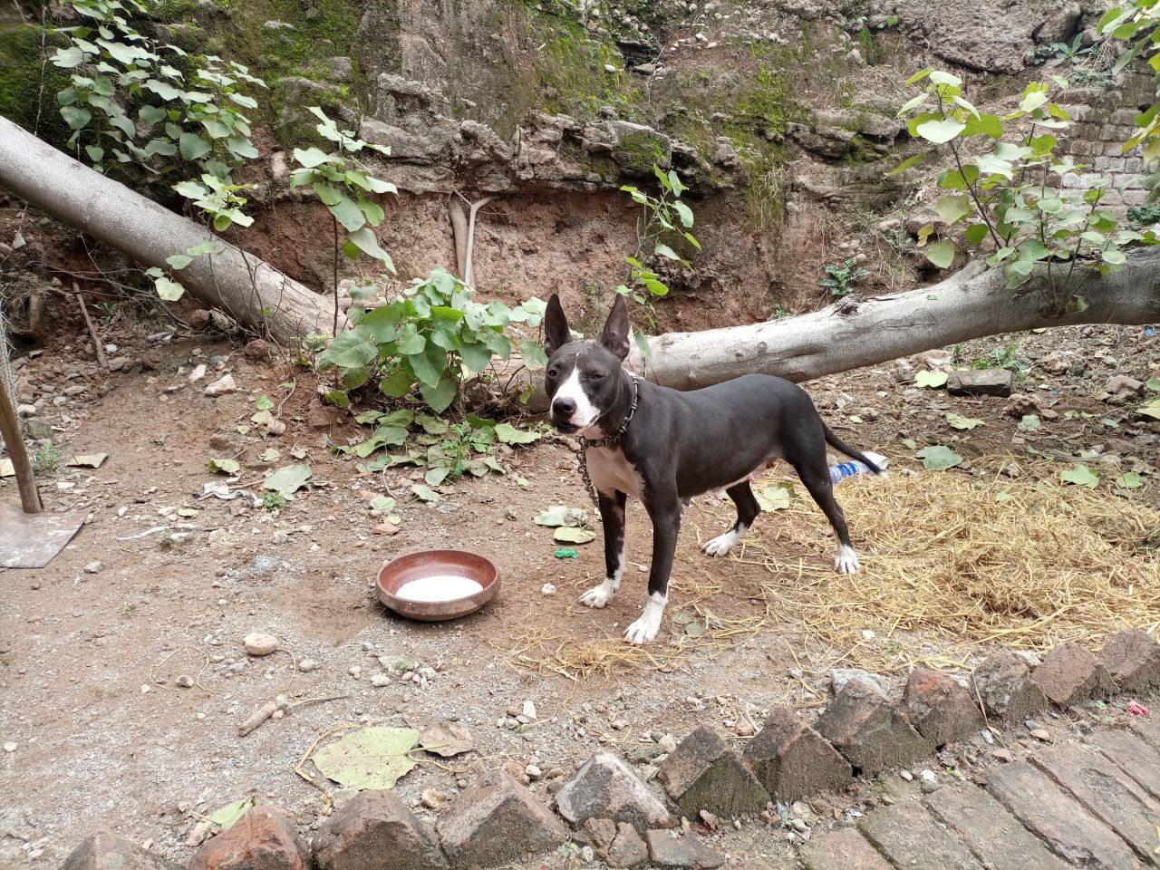 Photo of the dog