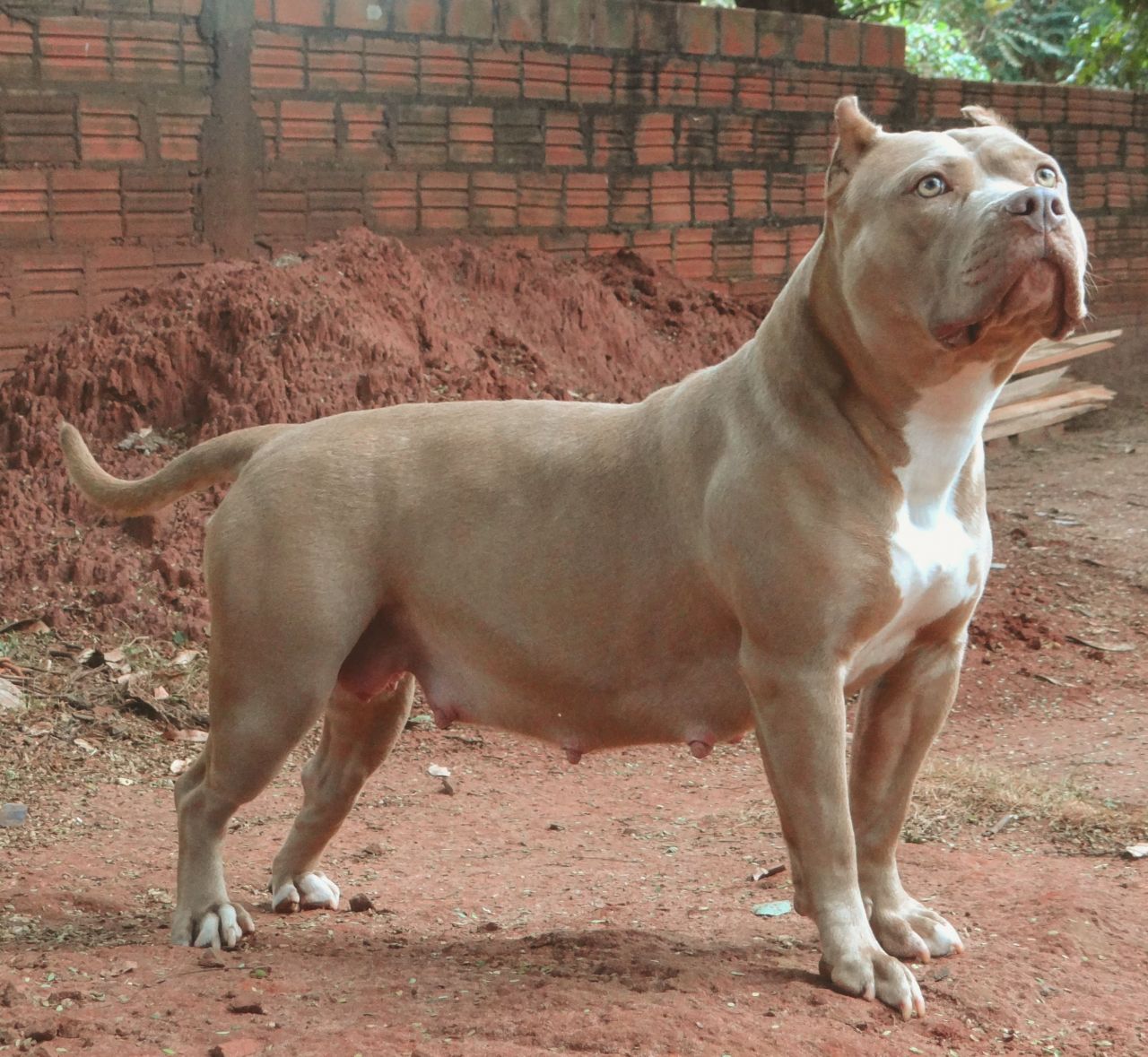 Photo of the dog
