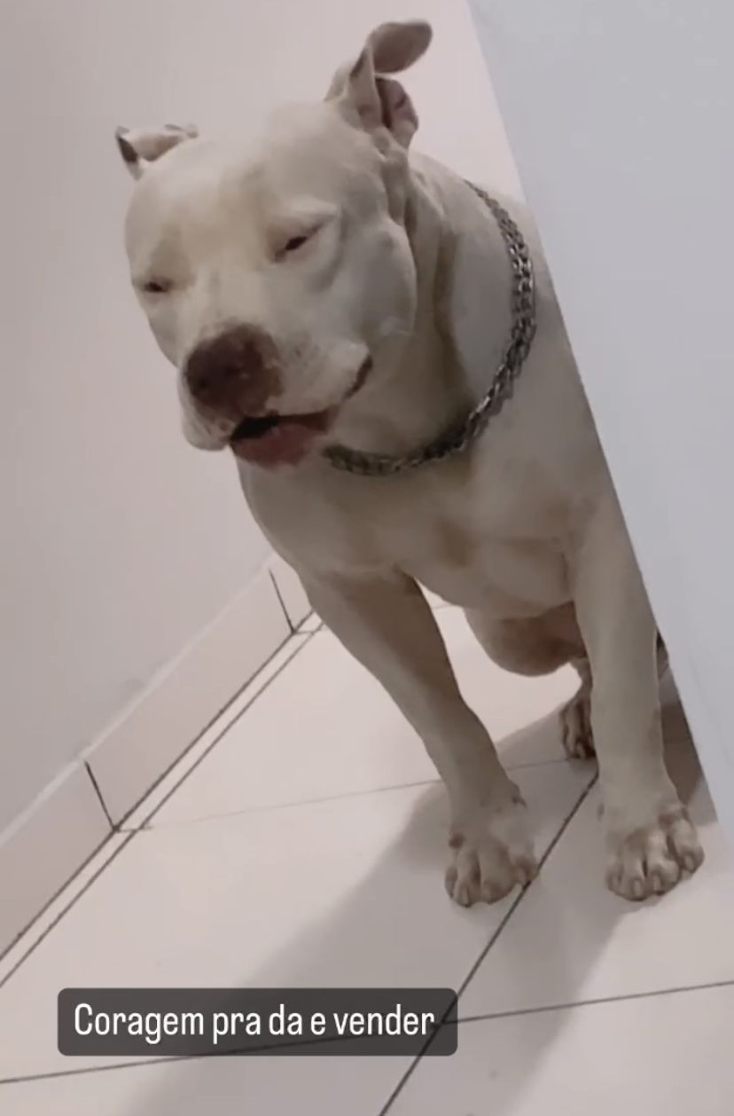 Photo of the dog