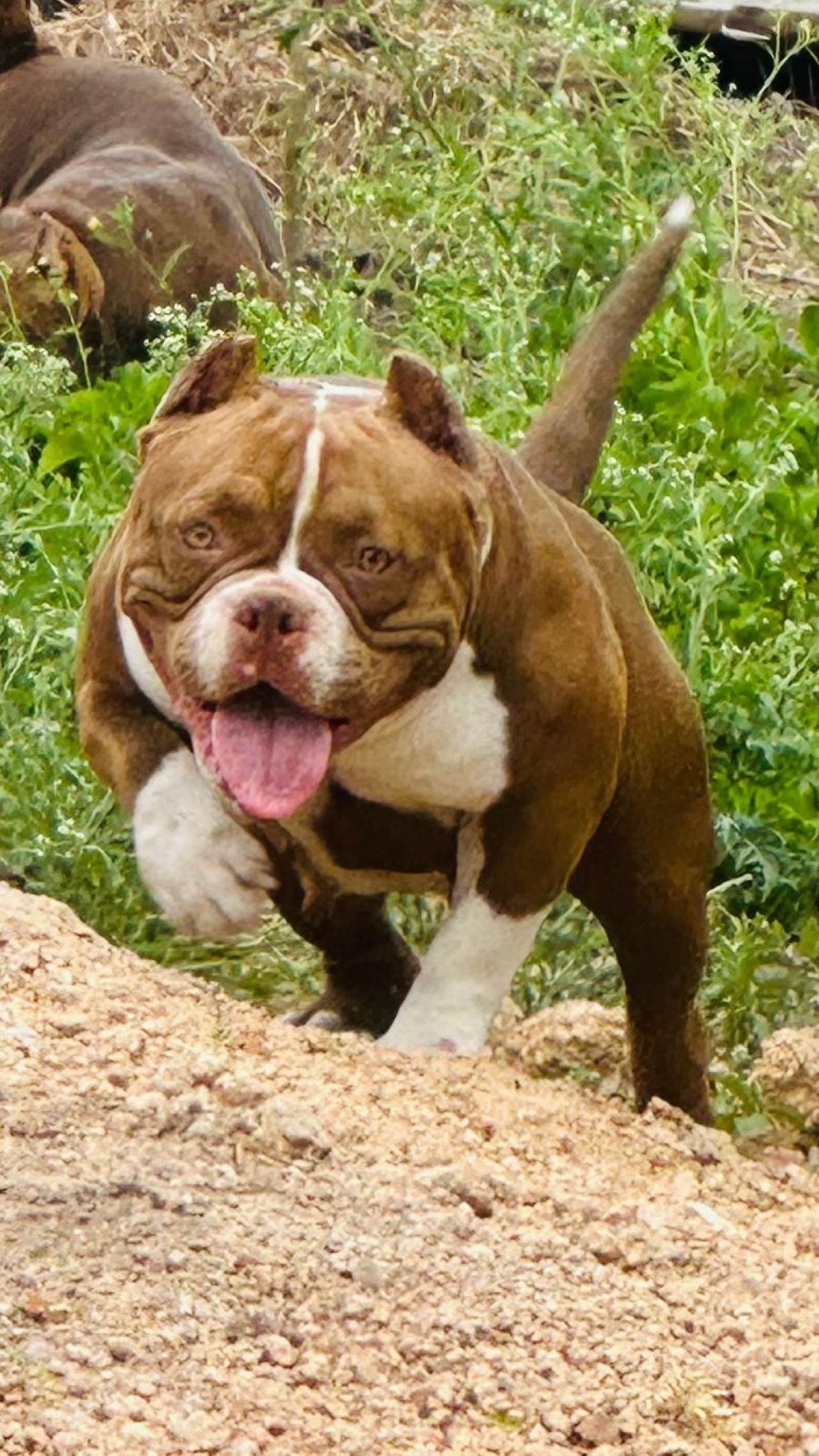 Photo of the dog