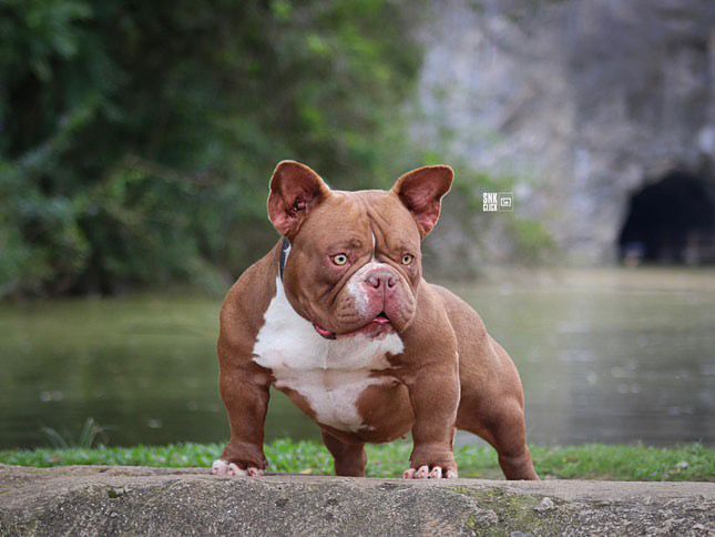 Photo of the dog
