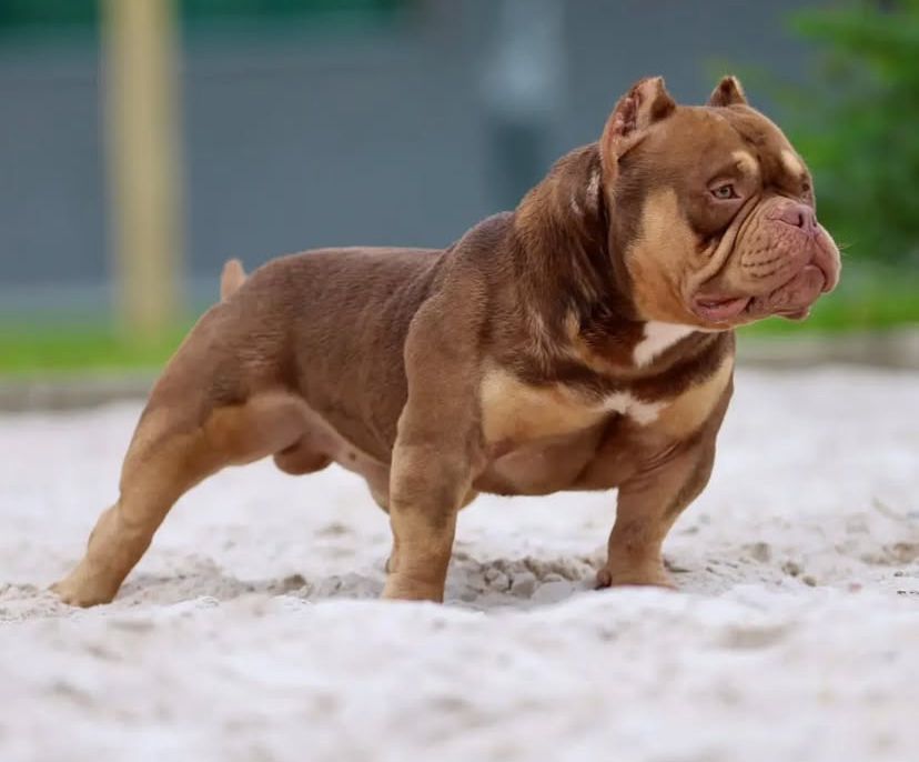 Photo of the dog