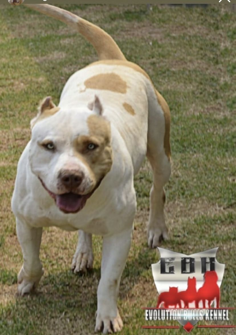 Photo of the dog