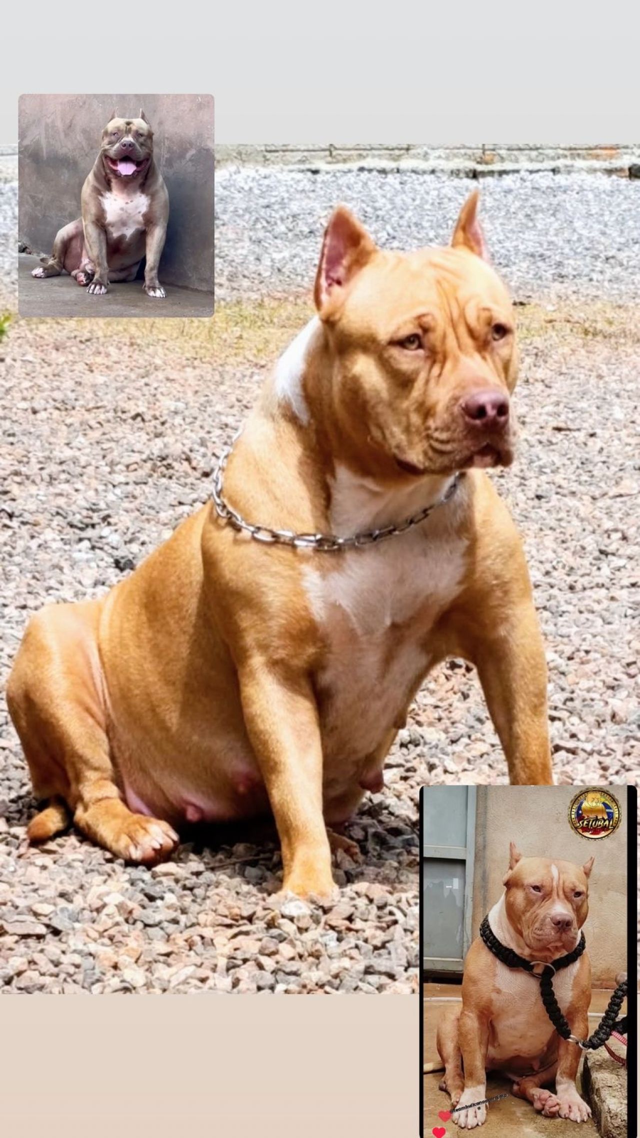 Photo of the dog