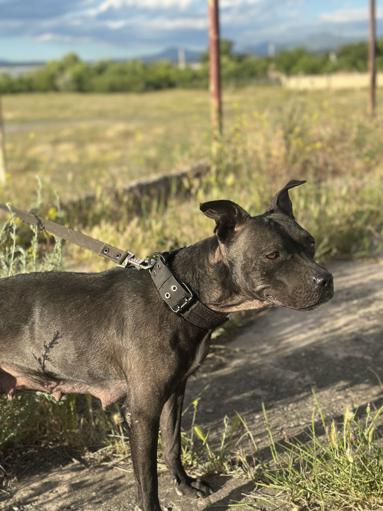 Photo of the dog