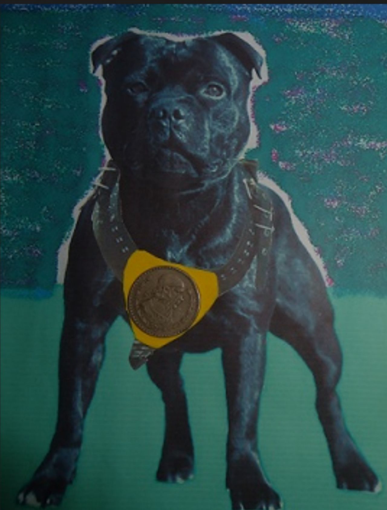 Photo of the dog
