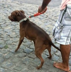 Photo of the dog