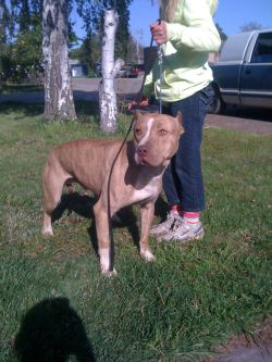 Photo of the dog