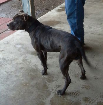 Photo of the dog