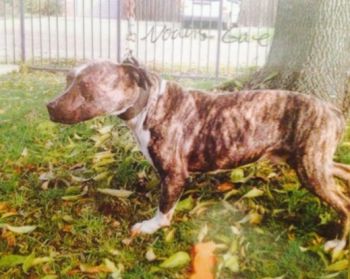 Photo of the dog