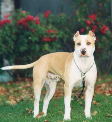 Photo of the dog