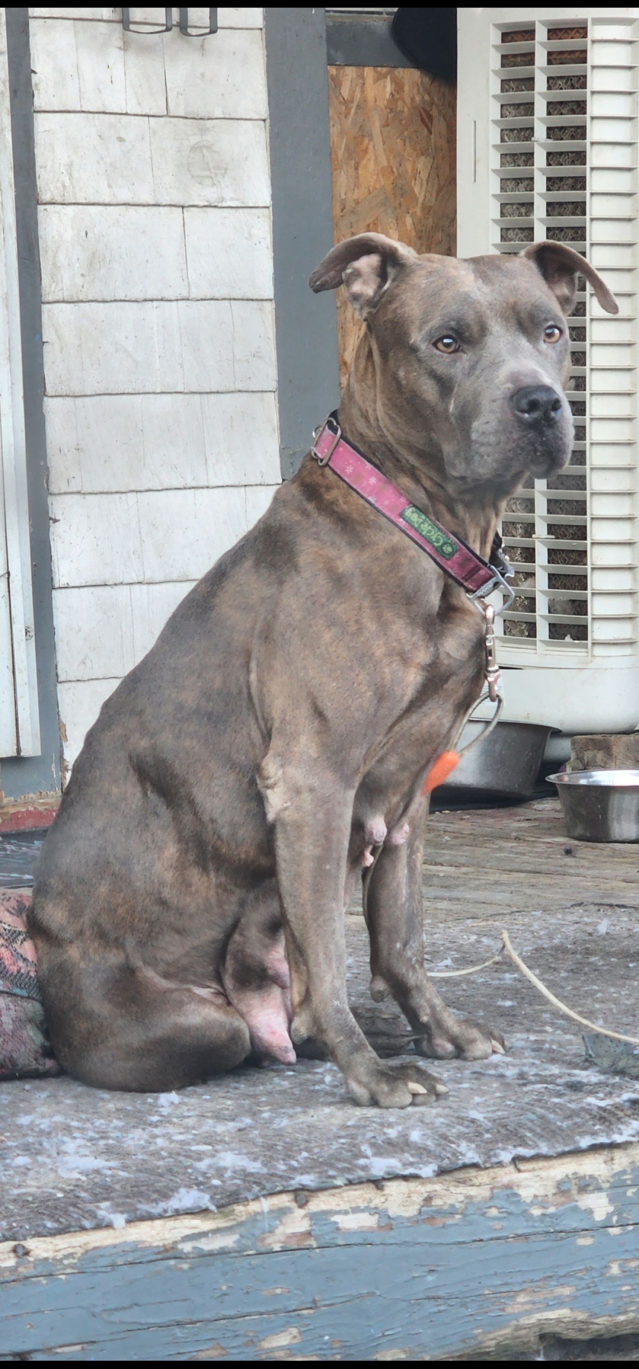 Photo of the dog