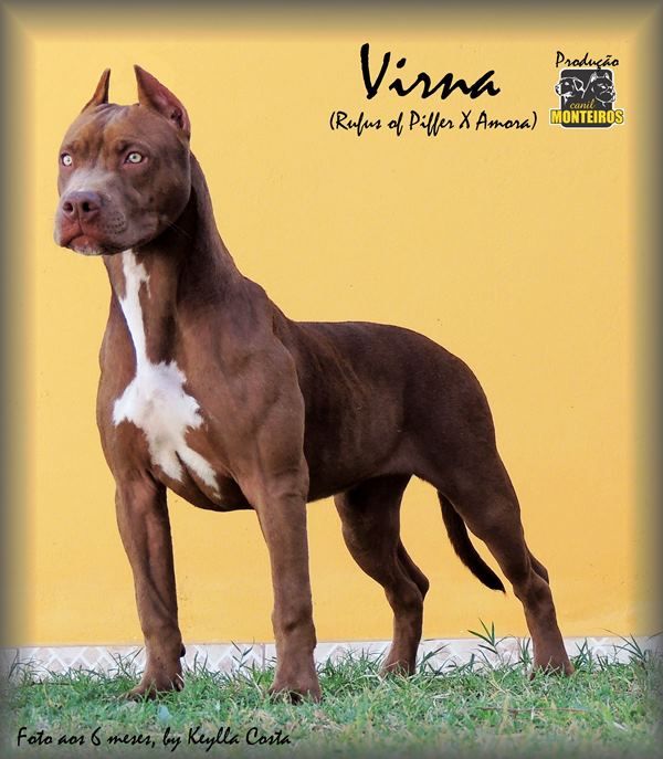 Photo of the dog