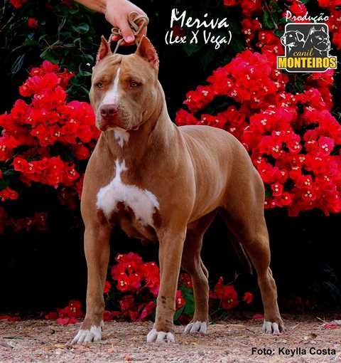 Photo of the dog