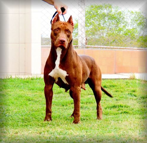 Photo of the dog