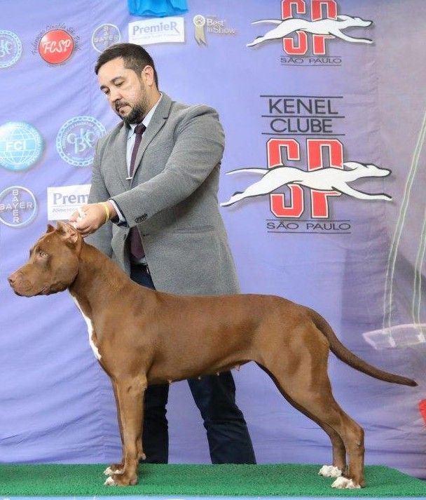 Photo of the dog